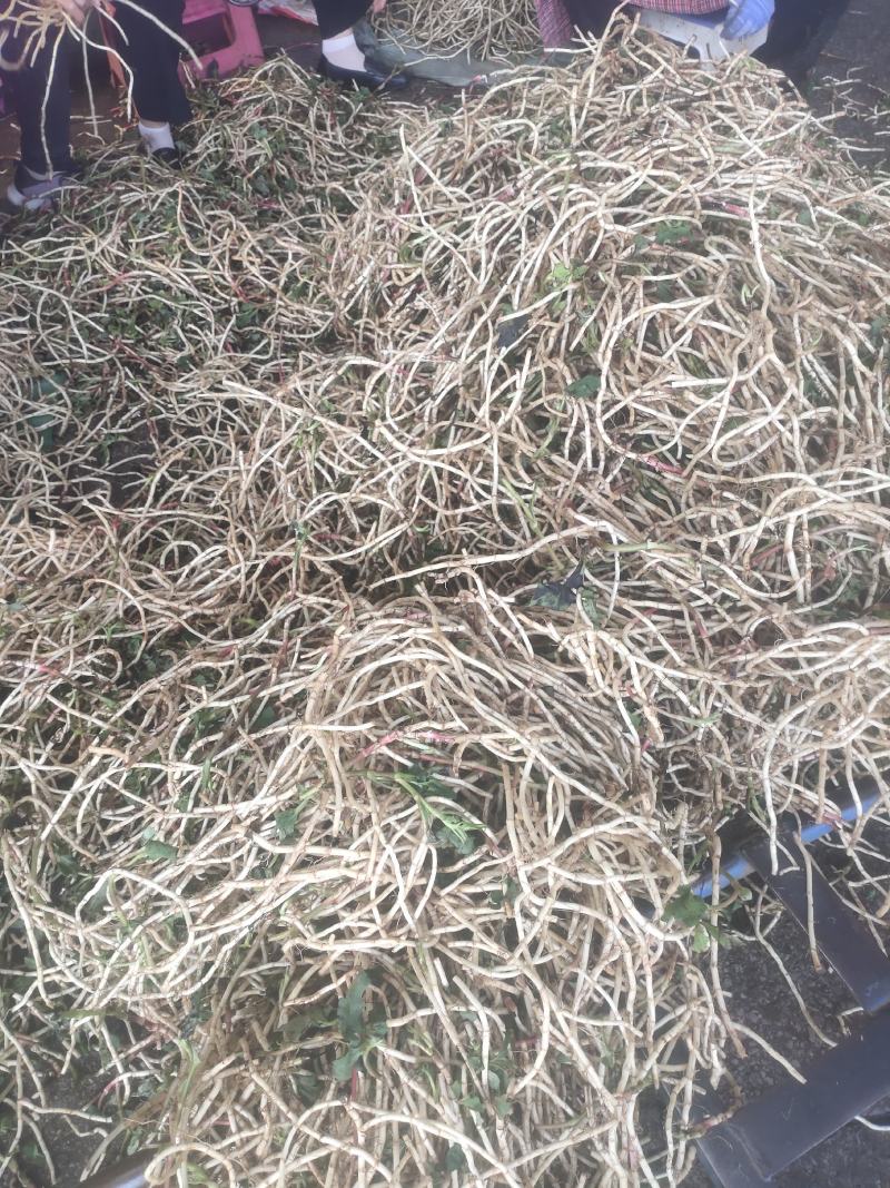 鱼腥草，折耳根（基地直发）味浓无药水浸泡