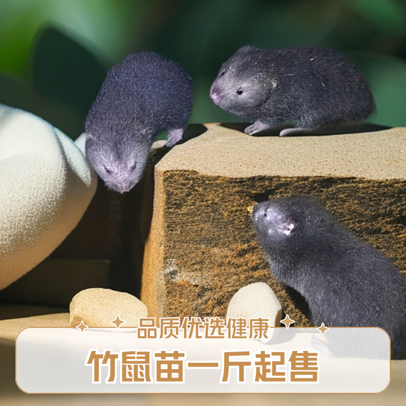 人工养殖优质中华鼠种苗