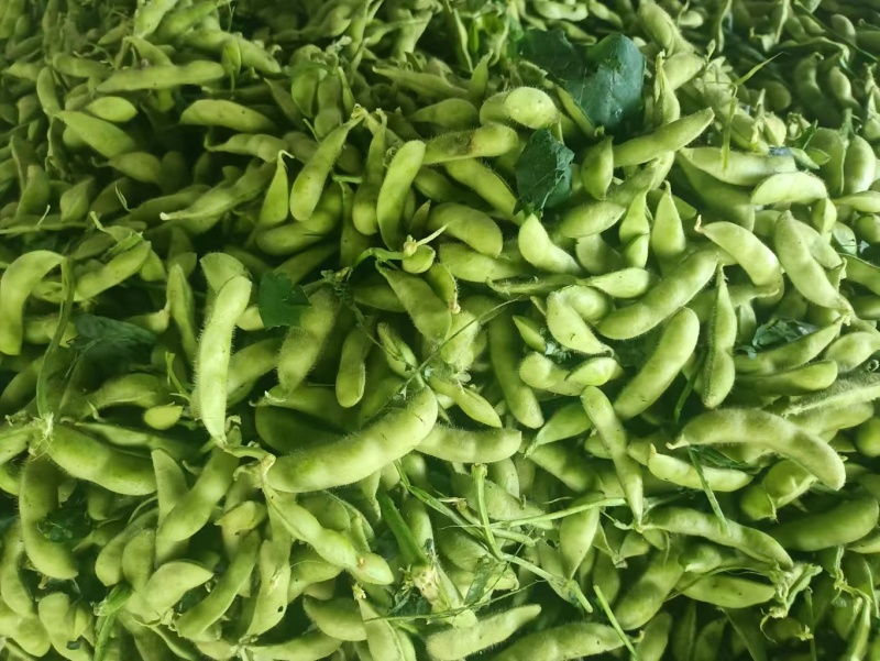 云南豌豆精品豌豆量大价优产地直发一手货源量大价优欢迎致电