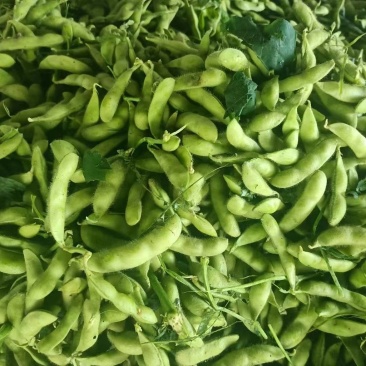 【推荐】江苏绿宝石毛豆大量接单产地直发品质保证欢迎来电