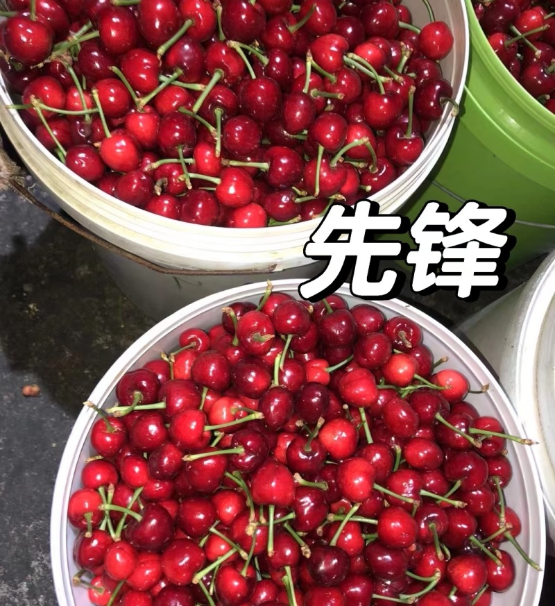 《先锋樱桃》陕西大樱桃/自产自销/现摘现发/欢迎来电洽谈