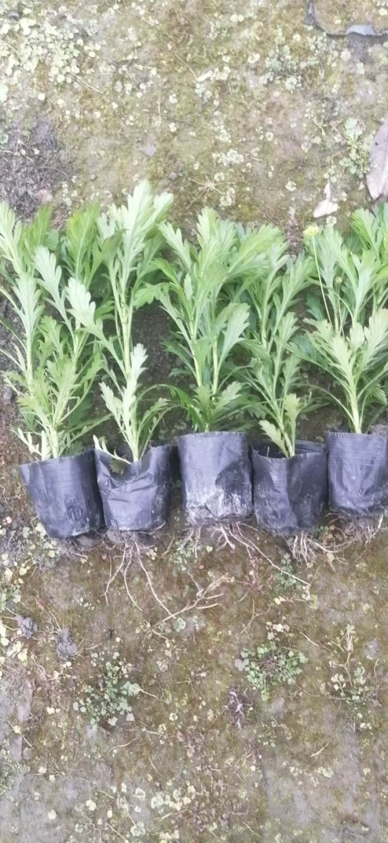 精品木春菊批发，各种规格，基地直销，大量出售