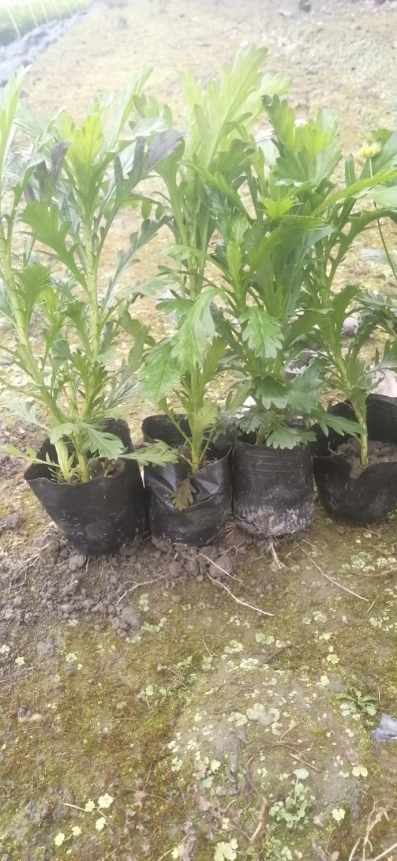 精品木春菊批发，各种规格，基地直销，大量出售