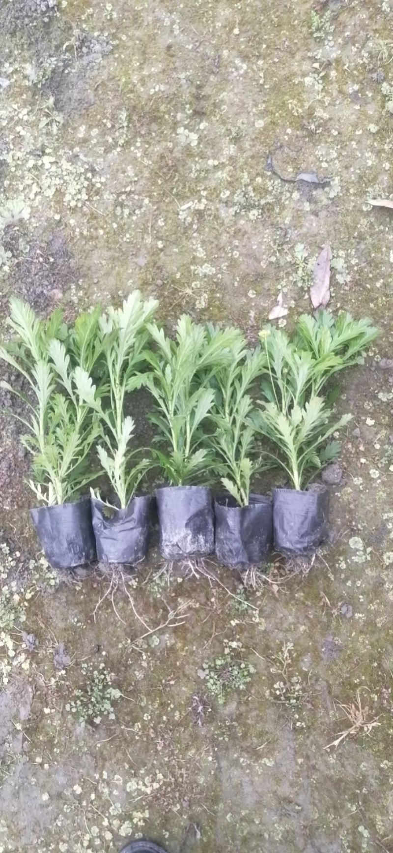 精品木春菊批发，各种规格，基地直销，大量出售