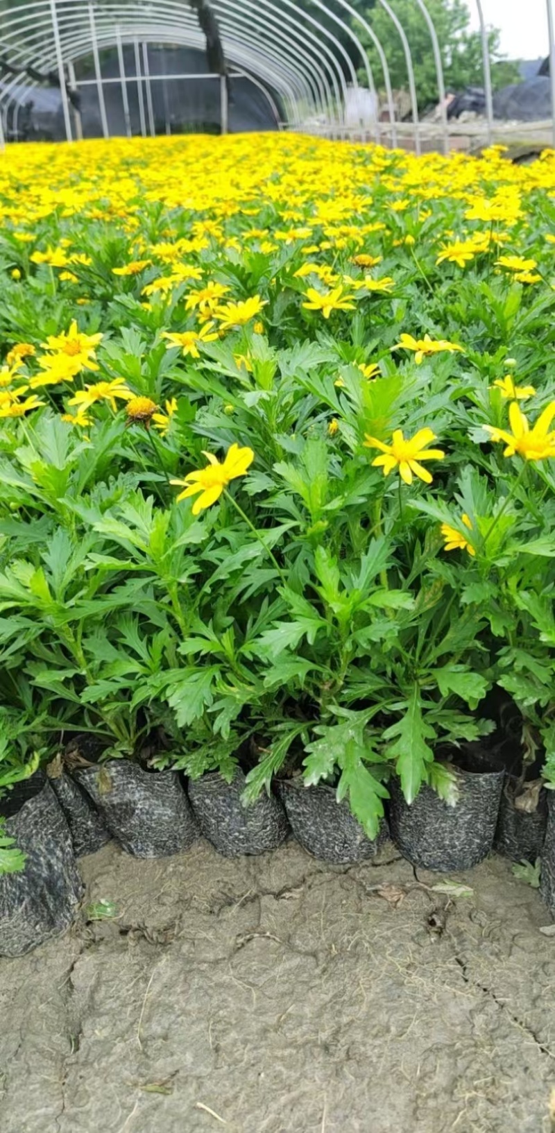 精品木春菊批发，各种规格，基地直销，大量出售