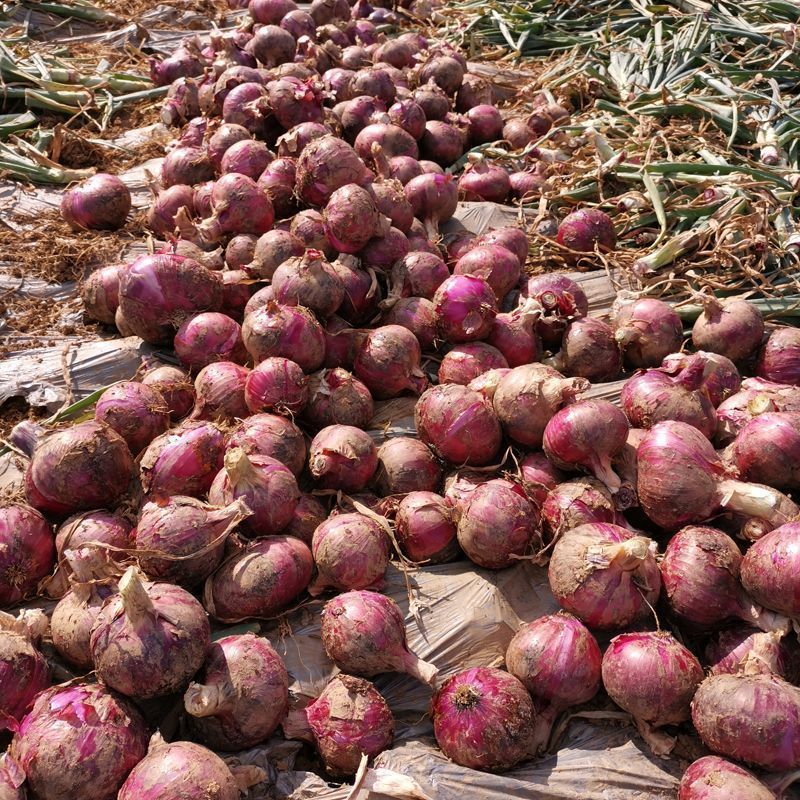 【精品】紫皮洋葱大量有货供应全国质量保证