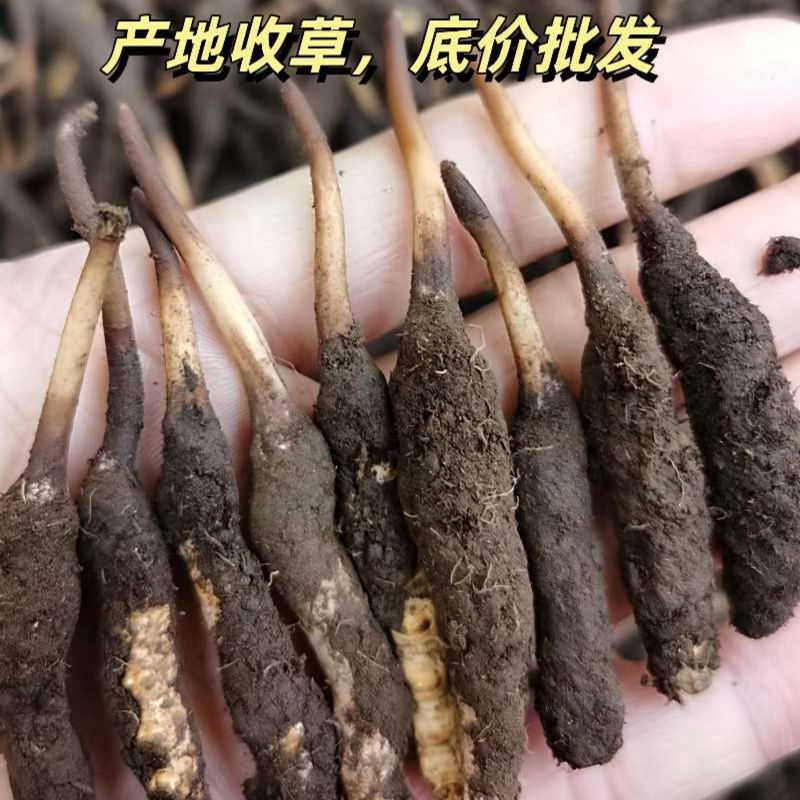欢迎联系选购正规货源虫草长期供应品质保证