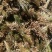 川贝母种苗
