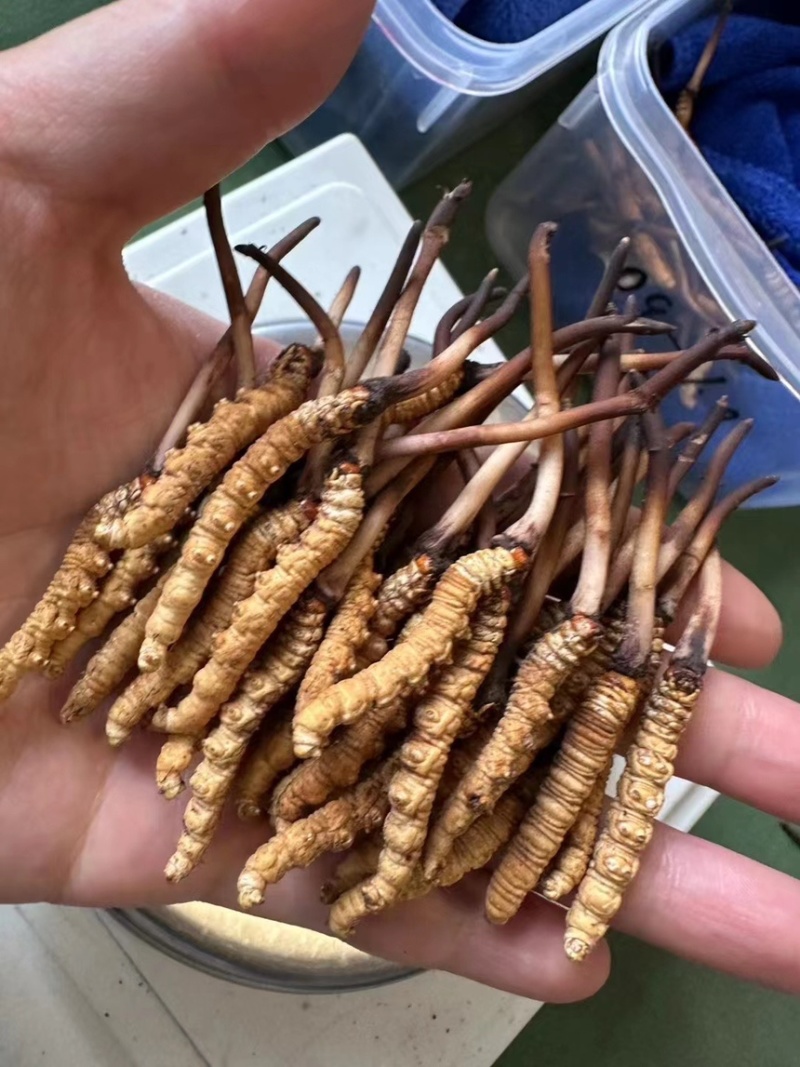 欢迎联系选购正规货源虫草长期供应品质保证