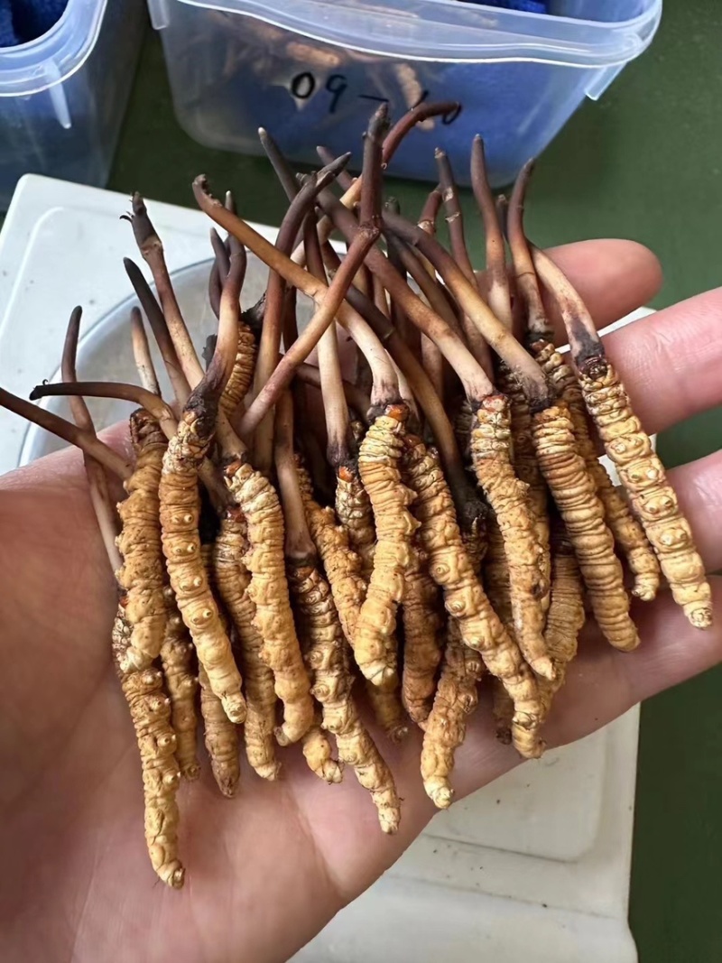欢迎联系选购正规货源虫草长期供应品质保证