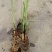 茭白种苗浙茭8号，包成活率9成以上