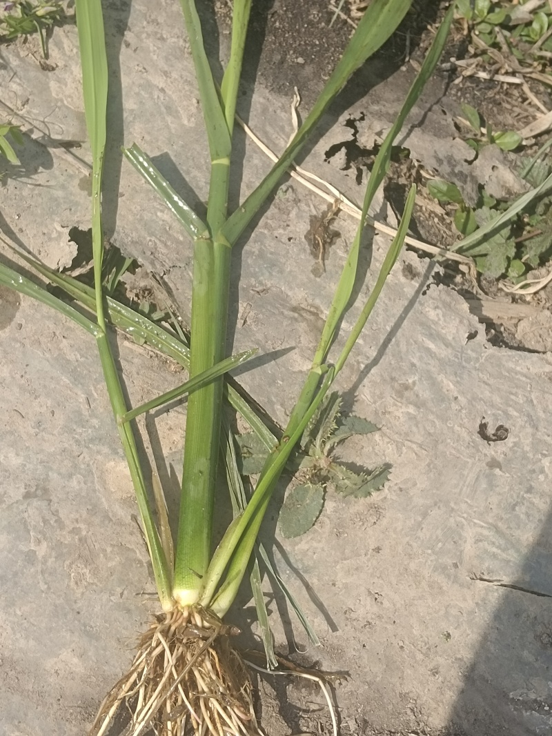 茭白种苗浙茭8号，包成活率9成以上