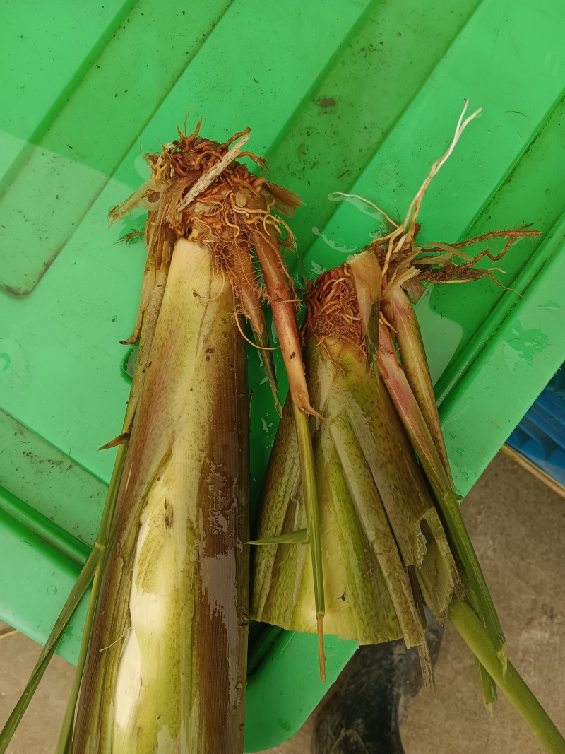 茭白种苗浙茭8号，包成活率9成以上