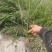 茭白种苗浙茭8号，包成活率9成以上