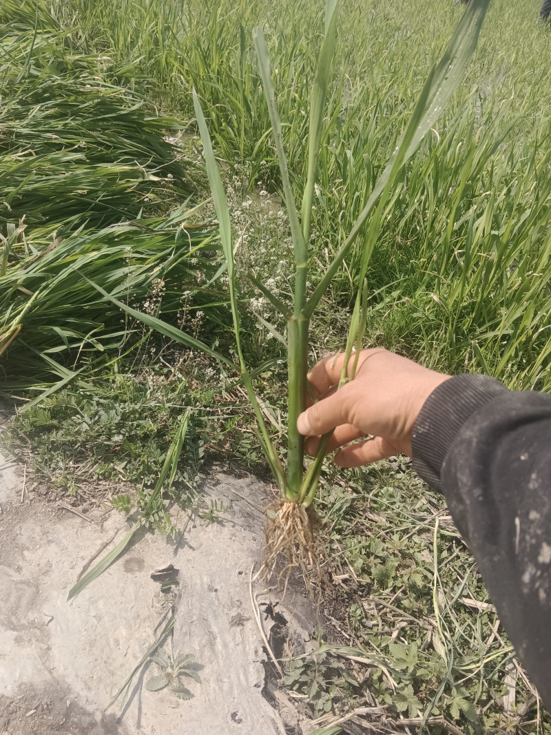 茭白种苗浙茭8号，包成活率9成以上