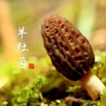 羊肚菌种植基地，现有大量干货，全国发货，对接各大批发商