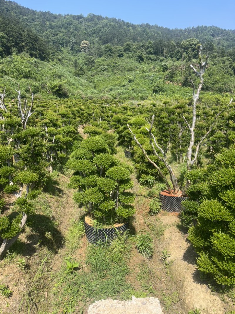 赤楠四季常青绿化赤楠，别墅赤楠，占地赤楠，批发零售价