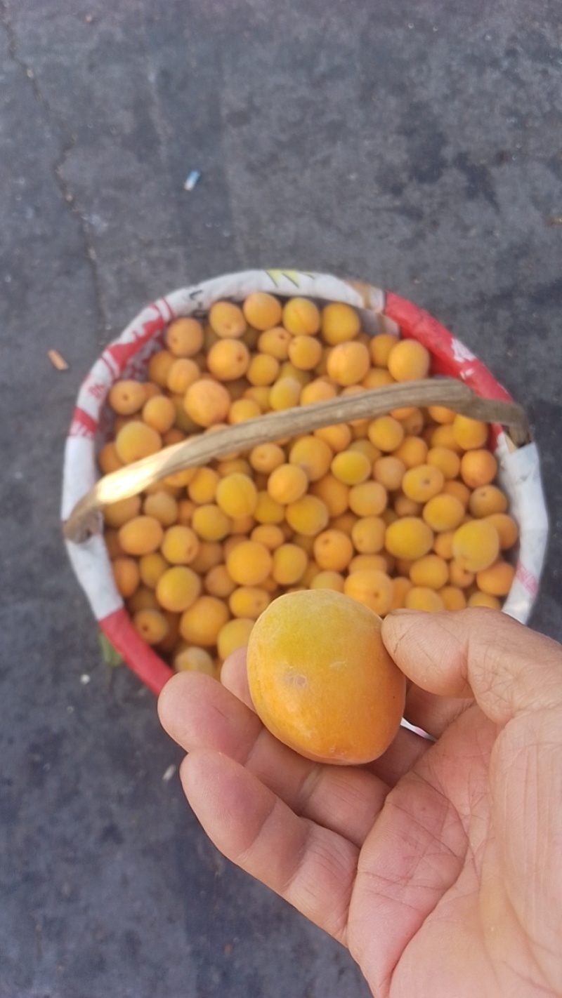 陕西杏，丰原红金太阳凯特梅杏等大量上市，品质很好。
