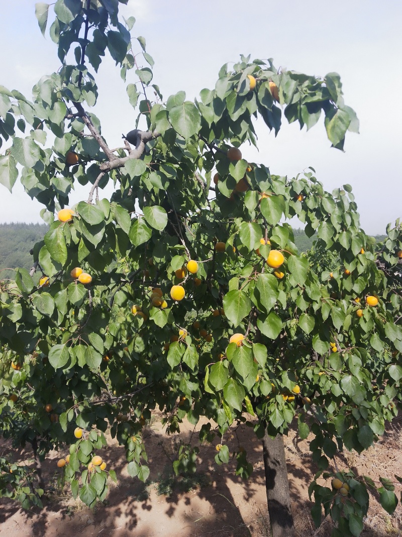 陕西杏，丰原红金太阳凯特梅杏等大量上市，品质很好。