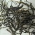 普洱2025年春茶（绿茶）自产自销，量大从优。