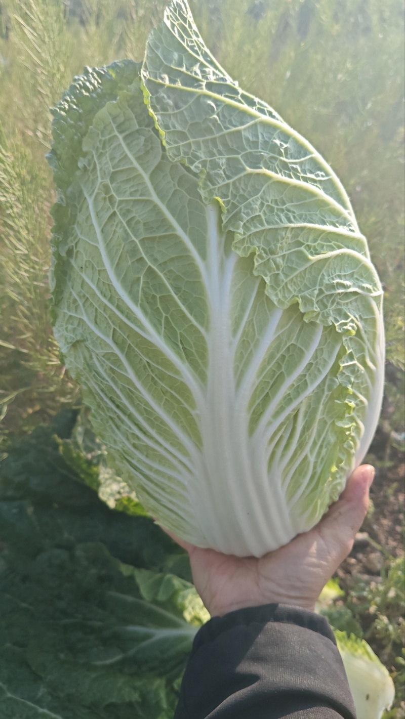 黄心大白菜，开始大量上市，价格不高，大小车随到随装