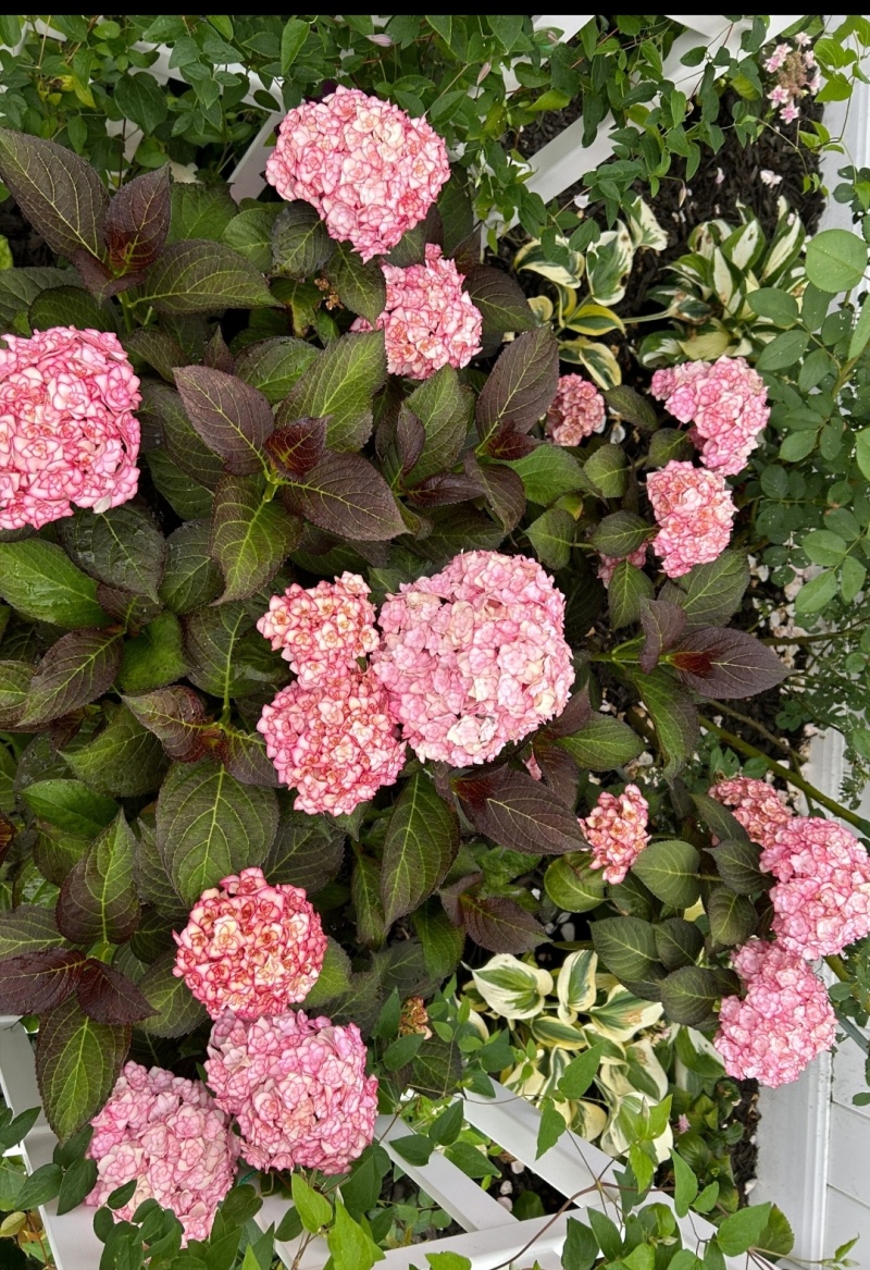 纱织小姐绣球袋苗可用于园林工程绿化盆栽全国各地都发货