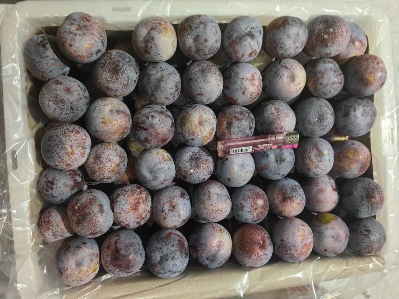 新鲜现摘，量大从优，脆甜多汁，皮薄肉厚