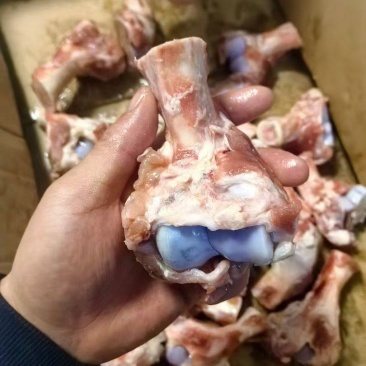 小头猪棒骨