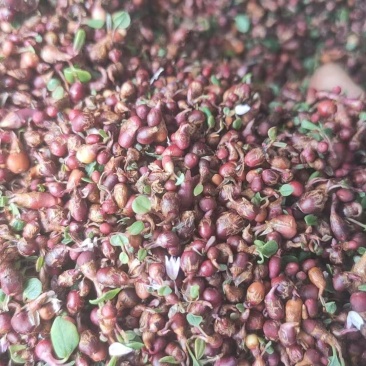 草血竭种子地马蜂地黑蜂