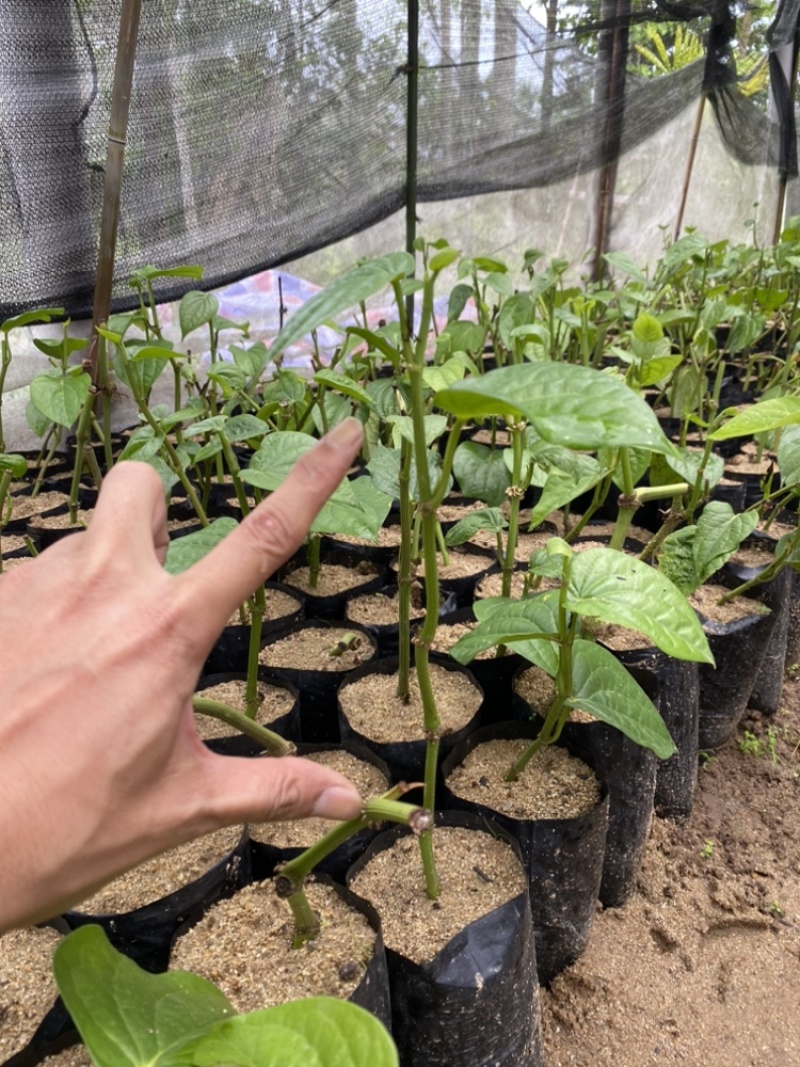 陵水吊罗山蒌叶苗