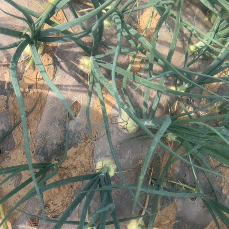 需要黄皮洋葱的联系，一手货源，没有中间商，共200亩地