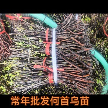 常年供应何首乌苗:***********