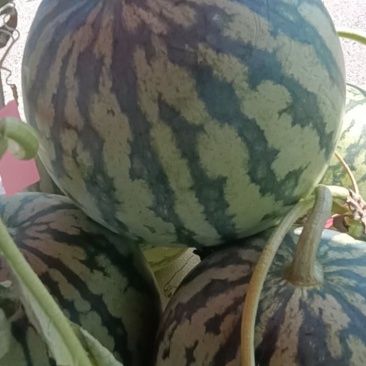 微萌美都西瓜