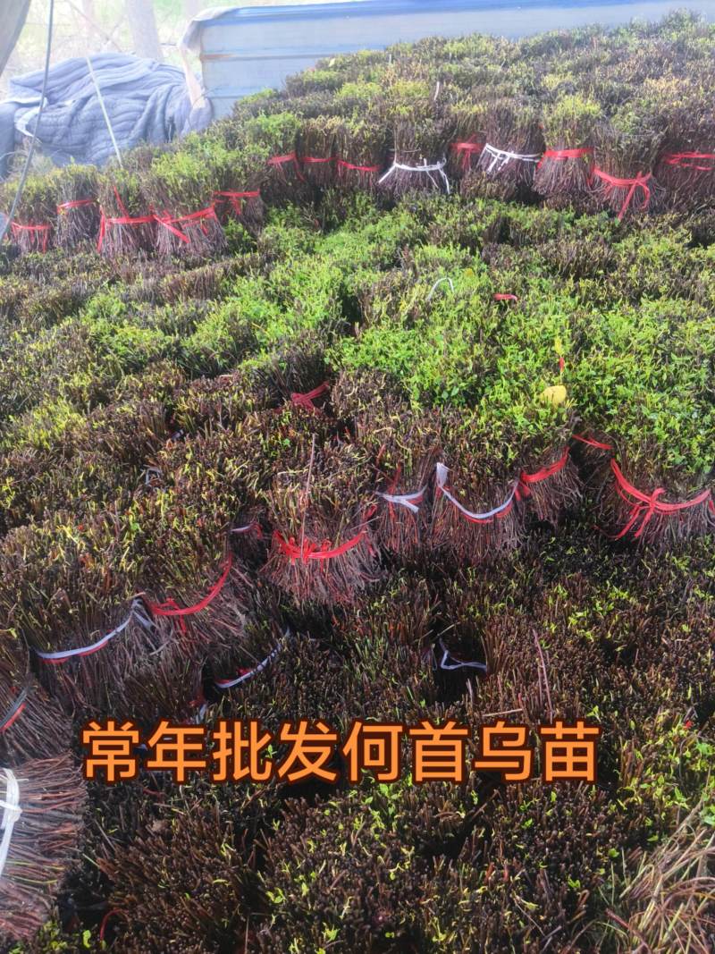 常年供应何首乌苗:***********