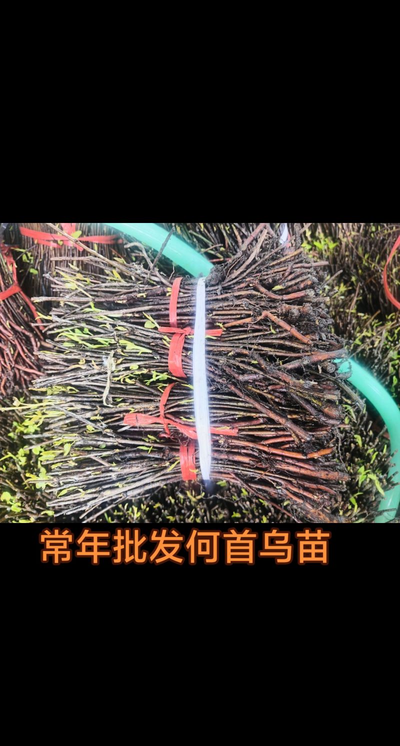 常年供应何首乌苗
