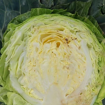 甘蓝