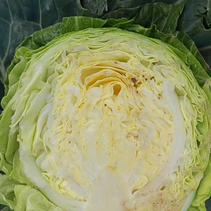 甘蓝