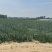 水果洋葱正式售卖欢迎老板骚扰