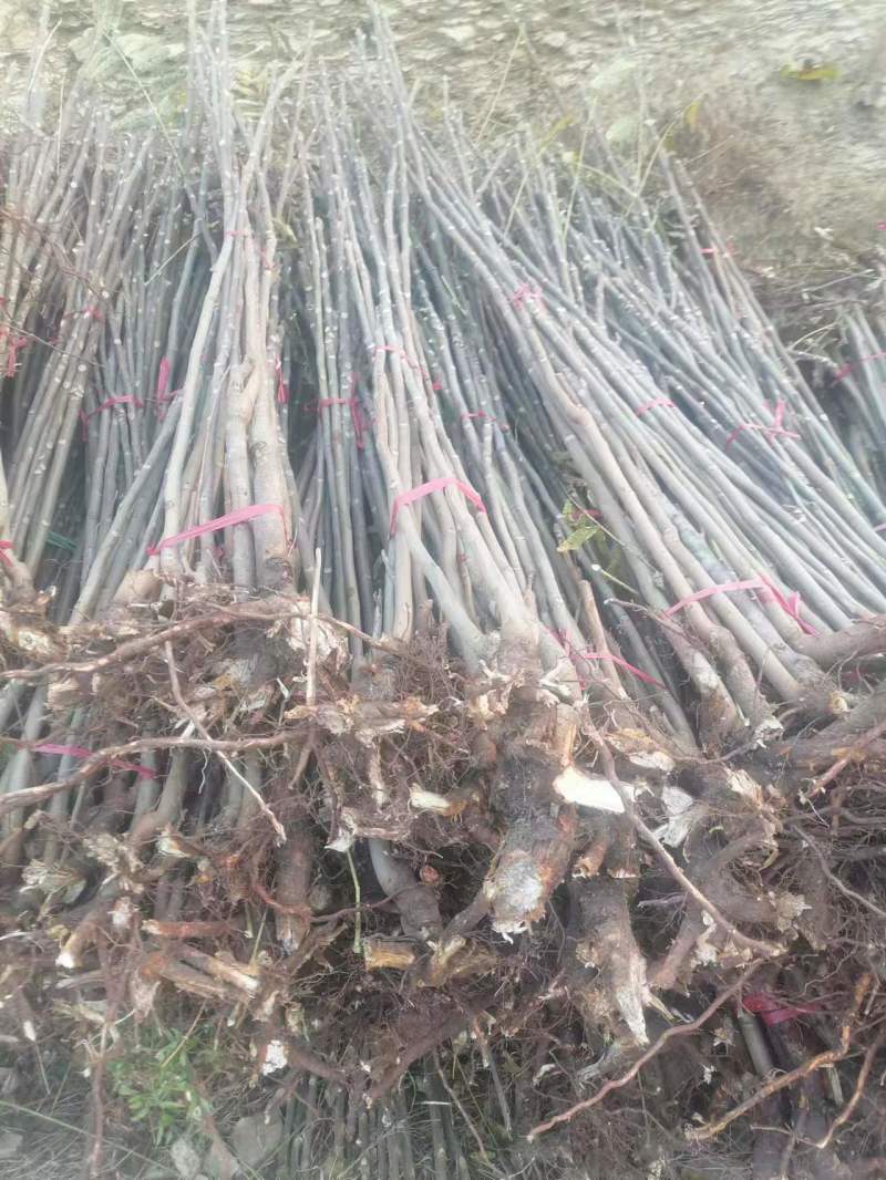 红油六号香椿苗