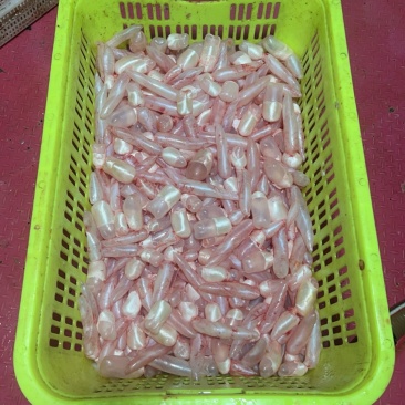 新鲜草鱼泡鲢子鱼泡杂鱼宝鲤鱼泡鲢鱼内泡鱼泡泡鱼鳔