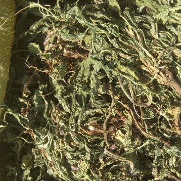 水洗蛤蟆草