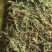 水洗蛤蟆草