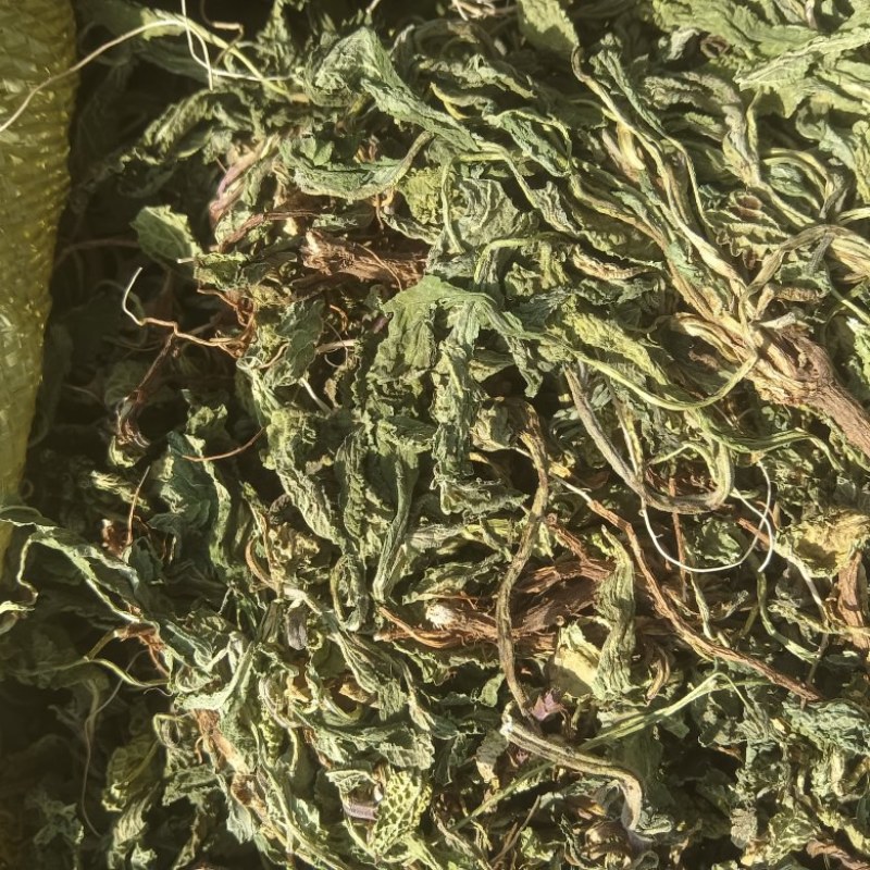 水洗蛤蟆草