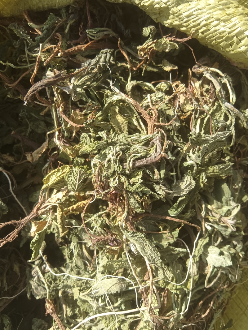水洗蛤蟆草