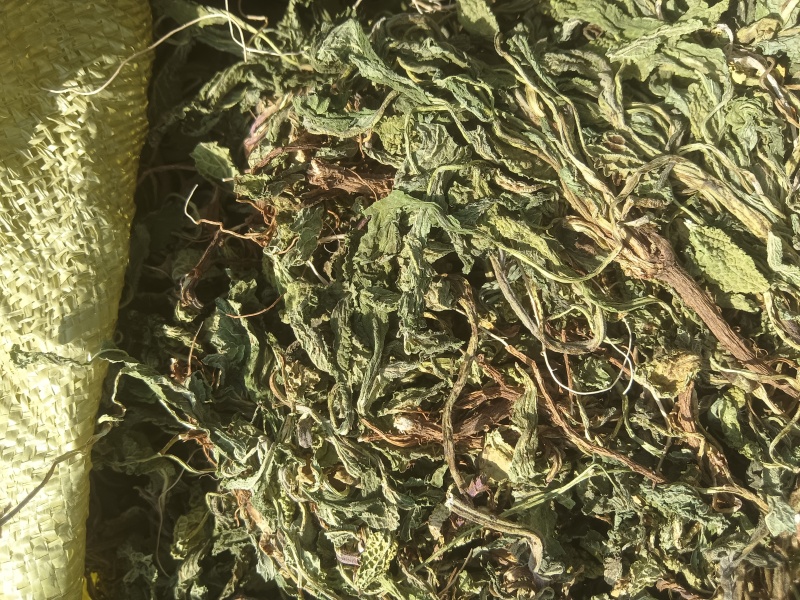 水洗蛤蟆草