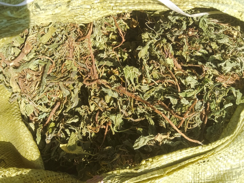 水洗蛤蟆草
