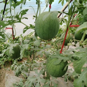 精品奶油西瓜自家种植品质保证价格实惠需要的联系