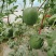 精品奶油西瓜自家种植品质保证价格实惠需要的联系