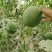 精品奶油西瓜自家种植品质保证价格实惠需要的联系