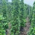 火山榕1.2-1.5-1.8米
